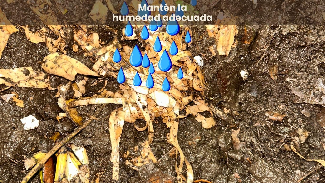 Mantén la humedad adecuada